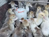 مسکوی خانگی — عکس 1
