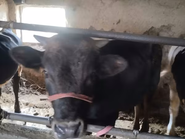 Holstein breed