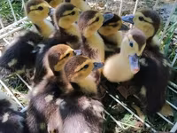 Ducks — الصورة 1