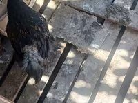 Brahma — foto 7