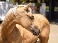 Kuda betina, Quarter Horse — foto 3
