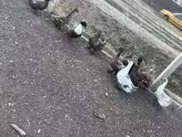 Ducks — fotografija 1