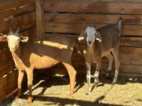 Koza, Saanen goat — fotografija 7