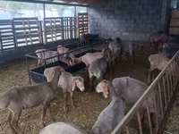 Biri-biri betina, Arashan sheep — foto 3