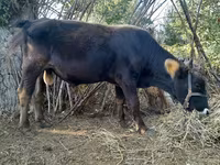 Bull, Cattle — photo 2