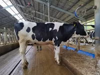 İnek, Holstein ırkı — foto 4