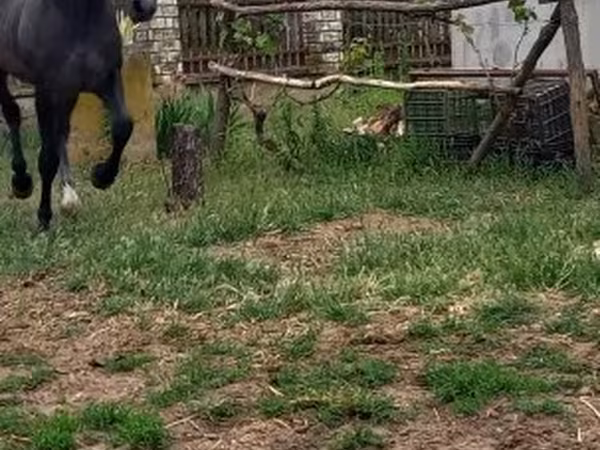 اسب نر, Lipizzaner