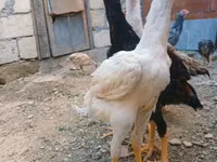 Chickens — عکس 1