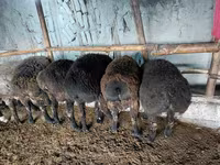 Beran, Hissar sheep — foto 3