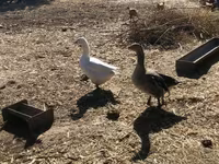 Geese — акс 3