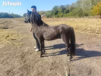 At, Atlar — foto 2