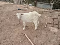 Ged, Saanen goat — foto 3