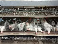 Chickens — 3 зураг