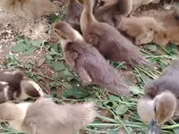 Ducks — 사진 6
