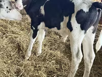 Boğa, Holstein ırkı — foto 4
