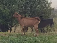 Kozel, Kozy — foto 1