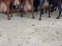 عنزة, Murcia-Granada goats — الصورة 2