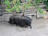 แม่สุกร, Вьетнамская вислобрюхая — รูปภาพ 1