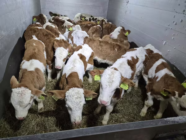 Lo’ (xirmo, jins lama sheegin), Simmental cattle