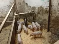 Eber, Schweine — Foto 4