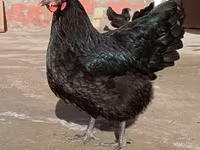 Australorp — zdjęcie 2