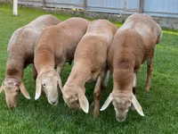 قوچ, Arashan sheep — عکس 7