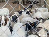 Pecora, Tsigai sheep — foto 4