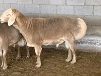 قوچ, Rhon sheep — عکس 1
