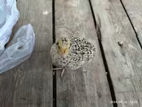Quails — 照片 7