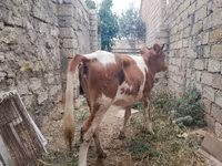 Bò cái, Simmental cattle — ảnh 7