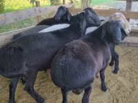 قوچ, Hissar sheep — عکس 2