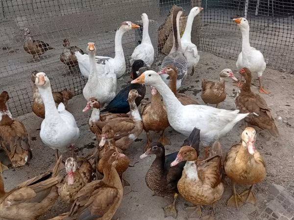 Geese