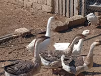 Geese — zdjęcie 4