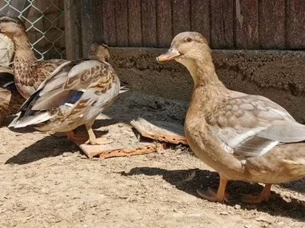 Ducks