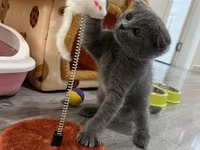 Pişik üçün tam aksesuar dəsti Dəst aşağıdakılardan ibarətdir: - — foto 3