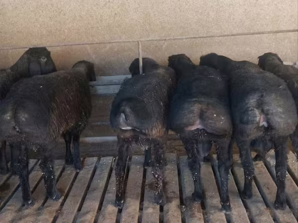 Beran, Bardhoka sheep