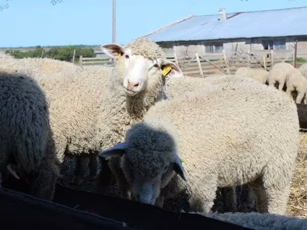 Ram, Kuibyshev sheep — Russia