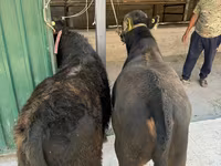 காளை, Charolais cattle — புகைப்படம் 4