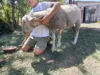 میش, Lacaune sheep — عکس 4