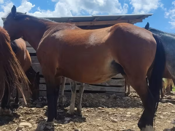 Horse (M), Horses — Kyrgyzstan