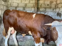 Touro, Simmental cattle — foto 2