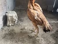 Chickens — foto 1