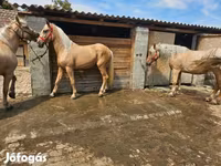 Faras dhaddig, Horses — sawirka 6