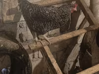 Chickens — foto 4