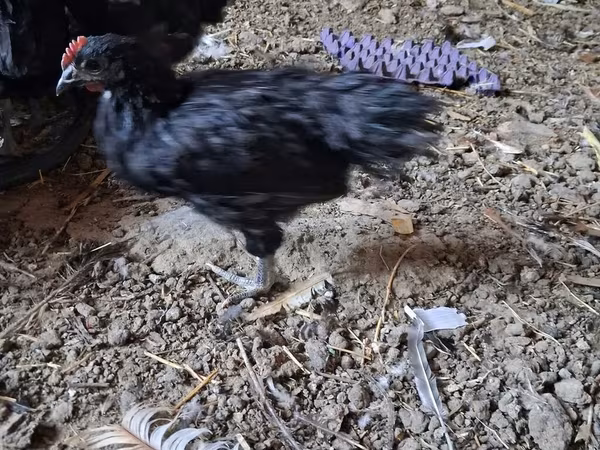 Chickens