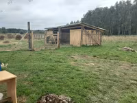 Pecora, Romanov sheep — foto 2