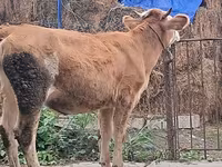 Dibi, Simmental cattle — sawirka 7