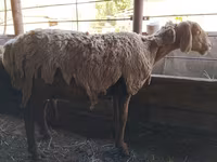 میش, Arashan sheep — عکس 5