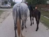 Kobyła, Friesian — zdjęcie 5