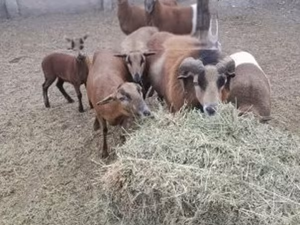 公羊, Cameroon sheep